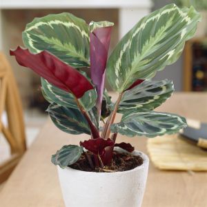 Calathea Medallion