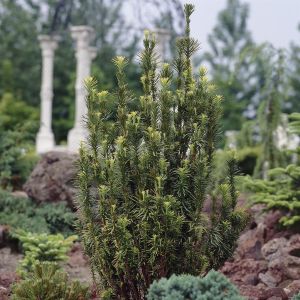 Taxus baccata Festigiata Venijnboom 9 cm