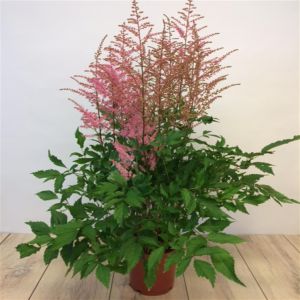 Astilbe arendsii Pink 15 cm pot