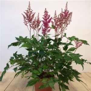 Astilbe arendsii Red 15 cm pot