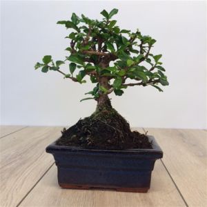 Bonsai Carmona.JPG