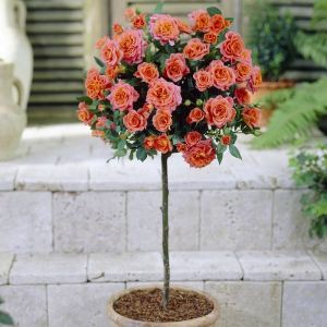 Standard Pot Rose Orange120/140 cm