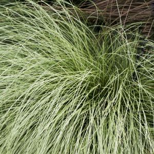 Carex Morrowii Variegata Zegge