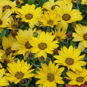 Osteospermum Yellow