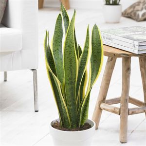 Sansevieria trifasciata Vrouwentong