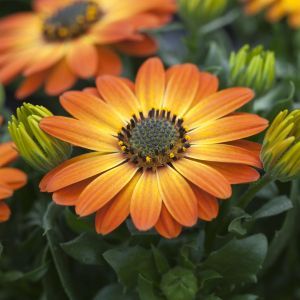 Osteospermum Orange
