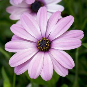 Osteospermum Pink
