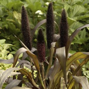 Pennisetum Purple Baron