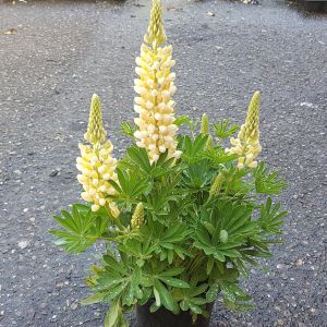Lupine Yellow 13 cm Pot