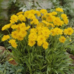 Coreopsis Grandiflorum Early Sunrise 13
