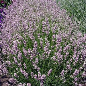 Lavandula angustifolia Rosea