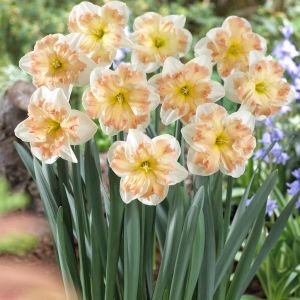 Narcissus Edinburgh 12/14 x 10