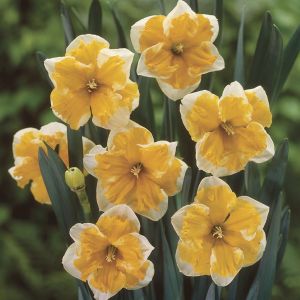 Narcissus Souvereign 12/14 x 10