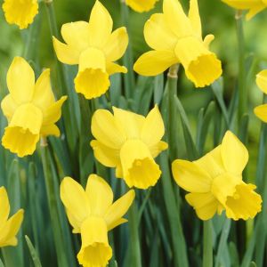 Narcissus Rapture 12/14 x 10