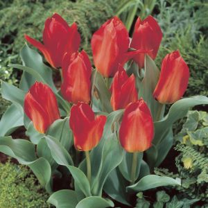 Tulp Princeps 10/11 x 10