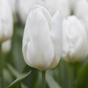 Tulp White Prince 11/12 x 10