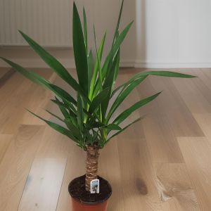 Yucca Elephantipes17 cm.jpg