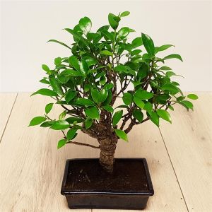 Bonsai Ficus 20 cm pot.jpg