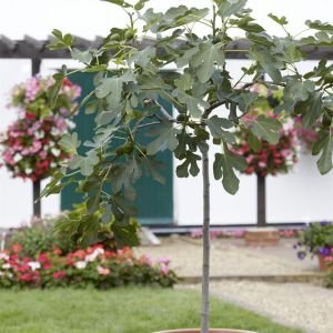 Ficus Carica op stam 19 cm pot