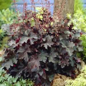 Heuchera Americana 12 cm pot