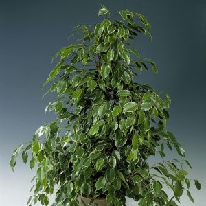 Ficus benjamina Golden King