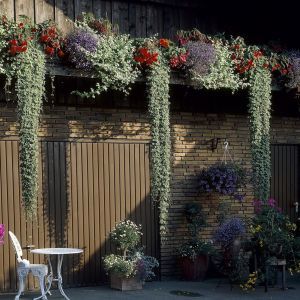 Glechoma Nepeta hederacea