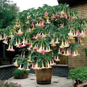 Brugmansia tricolor.tif