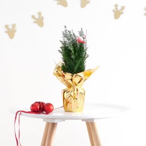 Besneeuwd kerstboompje goud