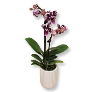 Dwerg Phalaenopsis Spotted Harlequin