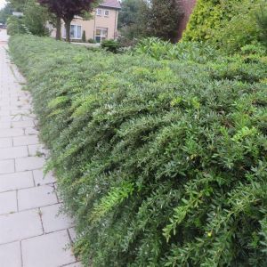 Berberis fricartii Telstar x 5