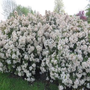Choisya ternata WHITE DAZZLER Hedge