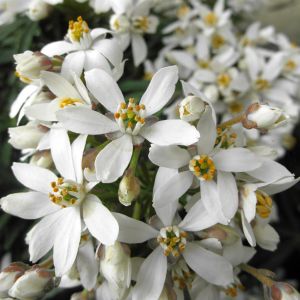 Choisya ternata WHITE DAZZLER