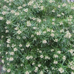 Choisya Aztec Pearl x 5