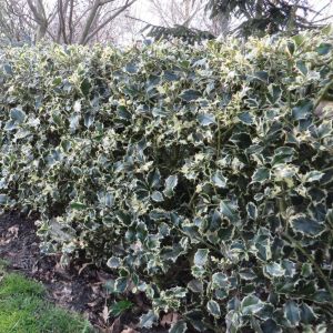 Ilex aquifolium Argentea Marginata x 5