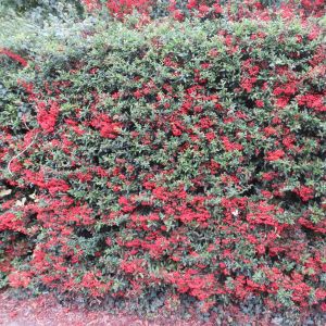 Pyracantha coccinea Red Column x 5