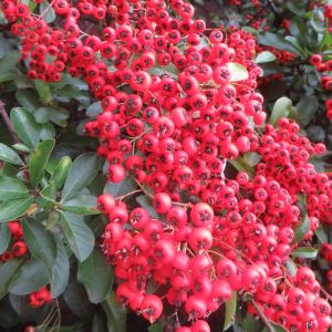 Pyracantha coccinea Red Column