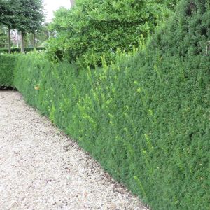 Taxus Hicksii Haag Venijnboom x 5