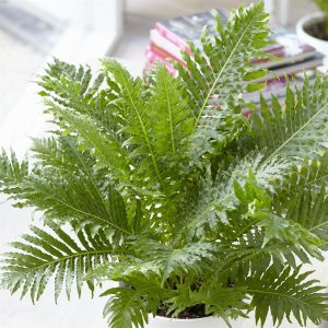 Varen Blechnum Silver Lady