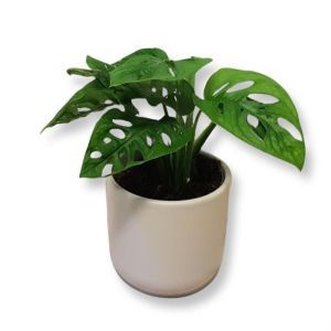 Monstera Monkey Mask