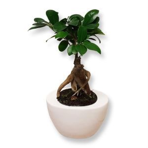 Ficus Retusa (microcarpa) Ceramic schote