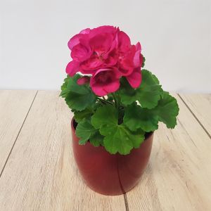 Pelargonium zonale paars 10 cm