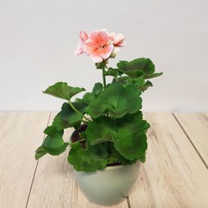 Pelargonium zonale roze 10 cm