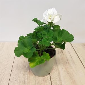 Pelargonium zonale wit 10 cm