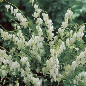 Dicentra spectabilis Alba