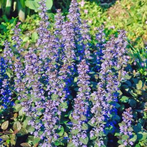 Ajuga reptans Chocolate chip 10 cm pot