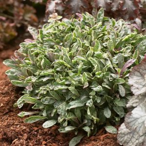 Ajuga tenor Dixie Chip