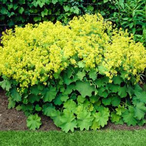 Alchemilla mollis 