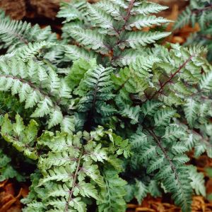 Athyrium niponicum 'Ursula's Red' 9 cm p