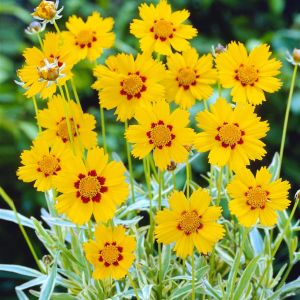 Coreopsis lanceolata sterntaler 9 cm pot