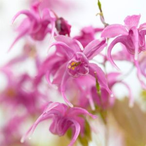 Epimedium Rose Queen 9 cm
